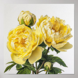 Poster d'impression des peonies jaunes