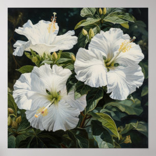 Poster d'impression d'Hibiscus blanc