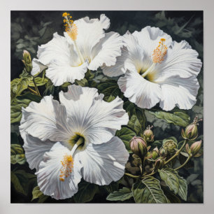 Poster d'impression d'Hibiscus blanc