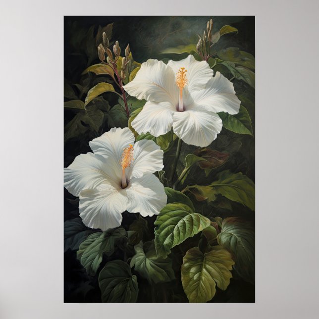 Poster d'impression d'Hibiscus blanc (Devant)