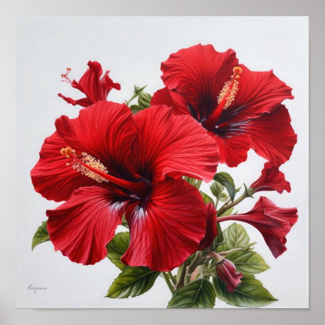 Poster d'impression d'hibiscus rouge (Devant)