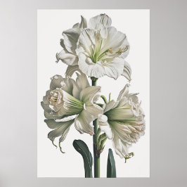 Poster d'impression en blanc Amaryllis Flower Art
