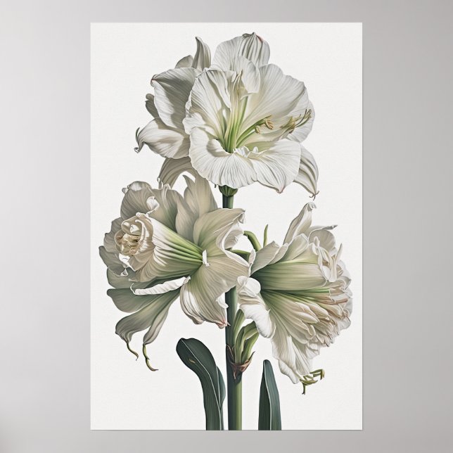 Poster d'impression en blanc Amaryllis Flower Art (Devant)
