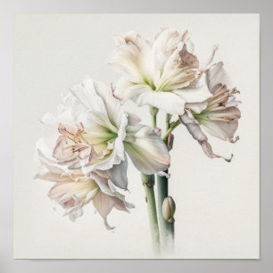 Poster d'impression en blanc Amaryllis Flower Art