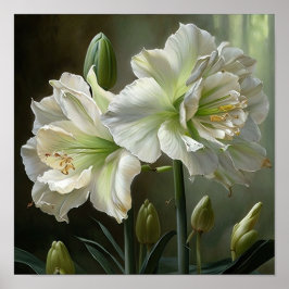 Poster d'impression en blanc Amaryllis Flower Art