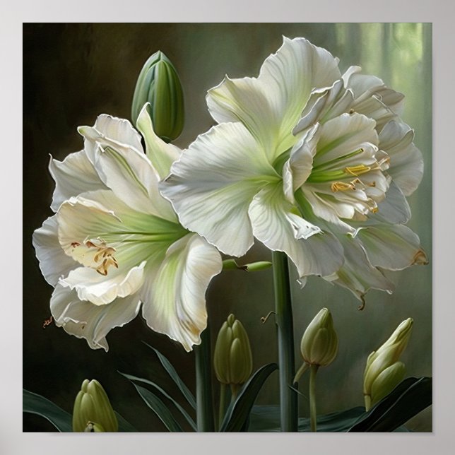 Poster d'impression en blanc Amaryllis Flower Art (Devant)