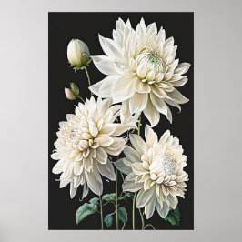 Poster d'impression en blanc Dahlias