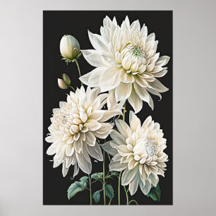 Poster d'impression en blanc Dahlias