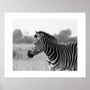 Poster d'impression en noir et blanc Zebra