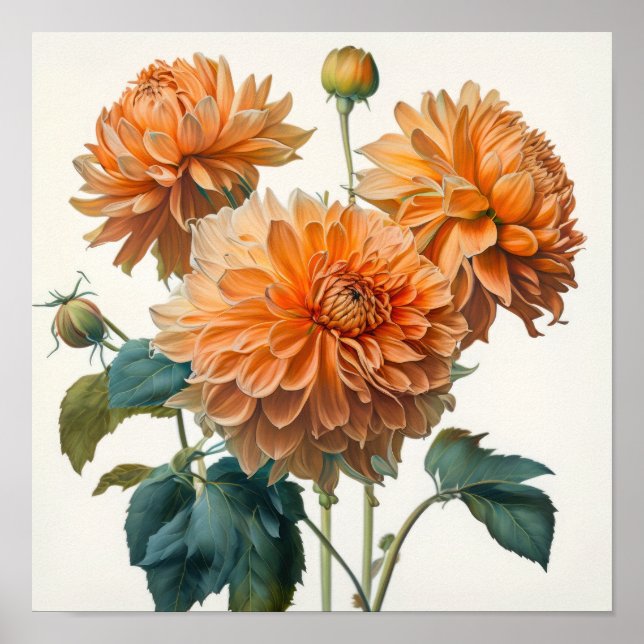 Poster d'impression Orange Dahlias (Devant)