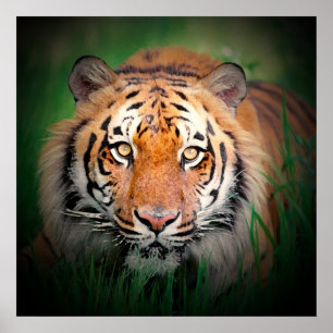 Poster d'impression Sumatran Tiger Art