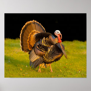 Poster Dinde de Thanksgiving