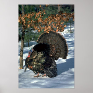 Poster dinde sauvage de l'Est, grand gobbler en pleine st
