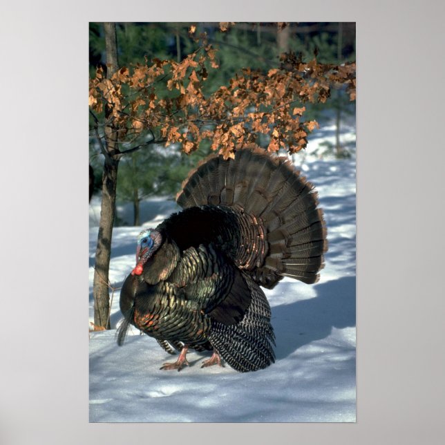 Poster dinde sauvage de l'Est, grand gobbler en pleine st (Devant)