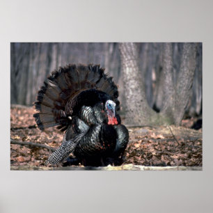 Poster Dindons sauvages de l'Est poussant dans les bois