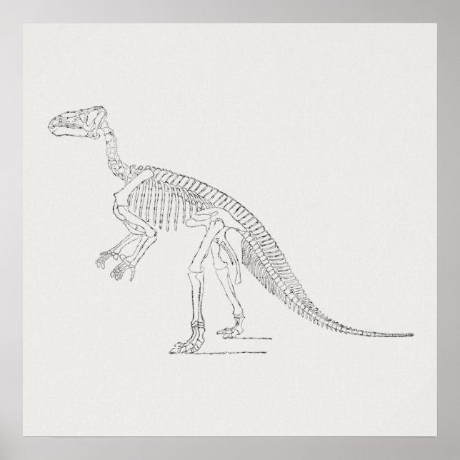 Poster Dinosaur Skeleton Art (Devant)