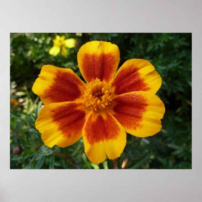 Poster Disco Marigold Orange et Rouge Fleur d'été (Devant)