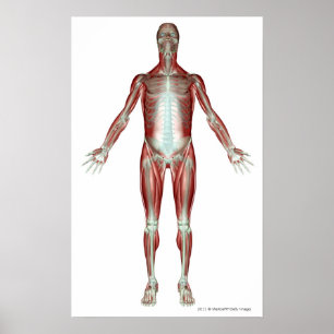 Poster Disposition de tous les muscles du corps humain