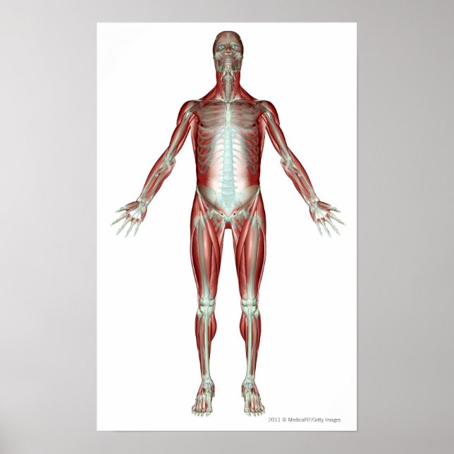 Poster Disposition de tous les muscles du corps humain (Devant)