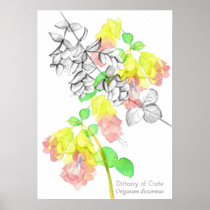 Poster Dittany De Crète Origanum dictamnus Botanique