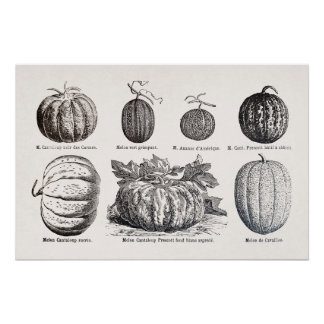 Poster Diverses espèces de melons