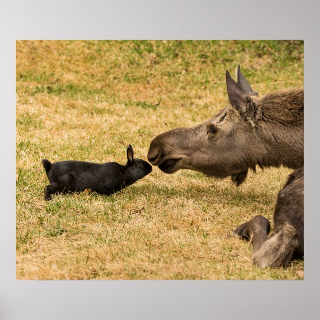 Poster Diversité (Devant)