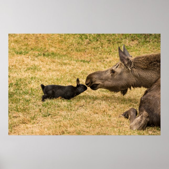 Poster Diversité (Devant)