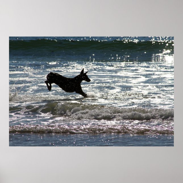 Poster Doberman - Noir - Leap Océan (Devant)
