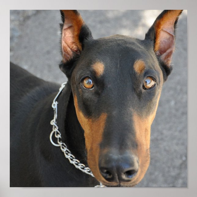 Poster Doberman Pinscher Chien Imprimer (Devant)