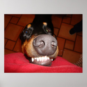 POSTER DOBERMANN DE SOURIRE