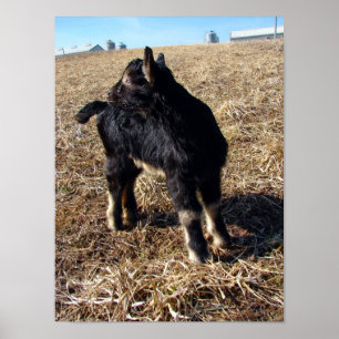 Poster Dobie