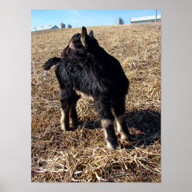 Poster Dobie (Devant)