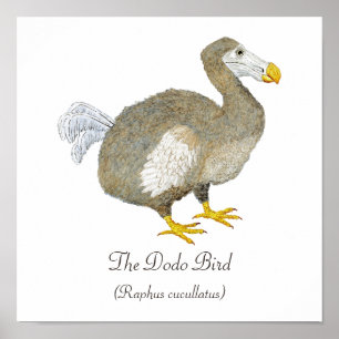 Poster Dodo Bird Art