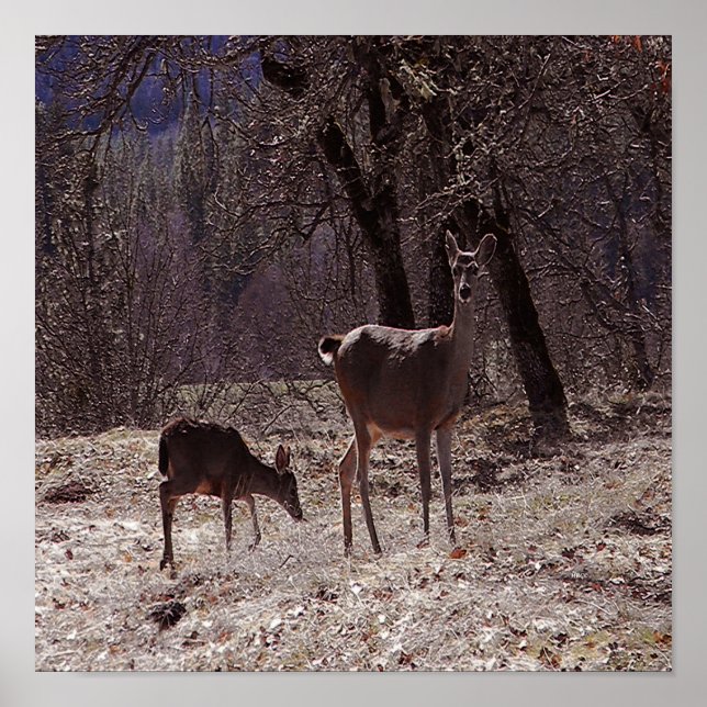 Poster Doe et fawn..... (Devant)