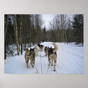 Poster Dog Sledding à Québec, Canada