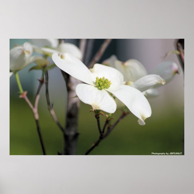 Poster Dogwood blanc (Devant)