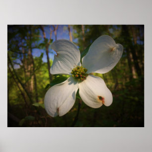 Poster Dogwood Blossom,