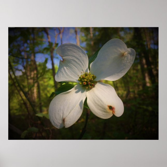 Poster Dogwood Blossom, (Devant)