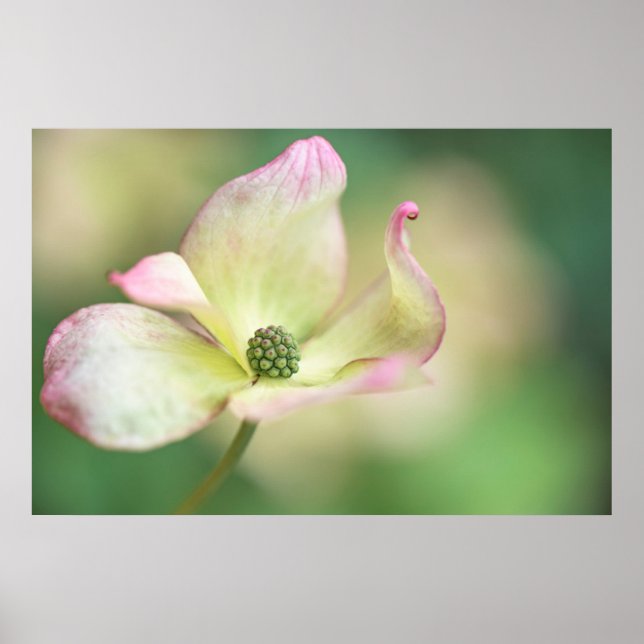 Poster Dogwood Blossom | Cornus Kousa 'Miss Satomi' (Devant)