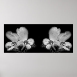 Poster Dogwood Blossoms Noir Et Blanc Miroir Abstrait
