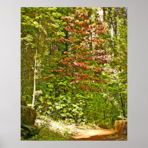 Poster Dogwood rouge