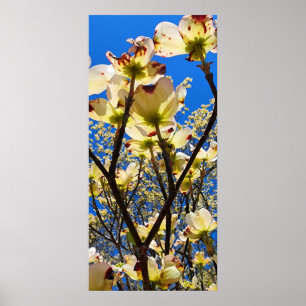 Poster Dogwood Tree