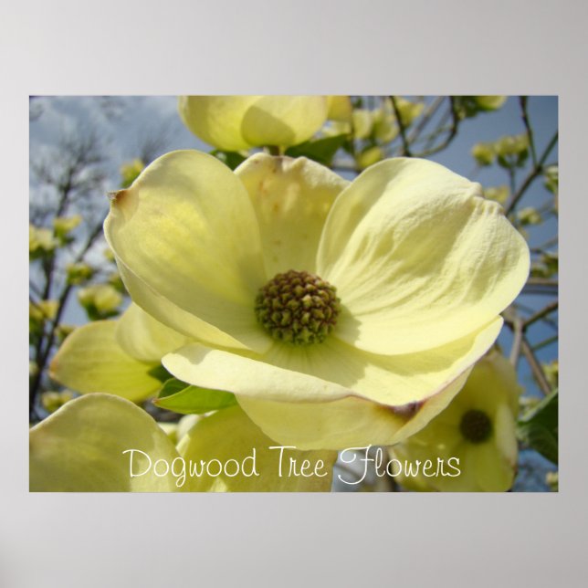 Poster Dogwood Tree Flowers art imprime Dogwoods Jaune (Devant)