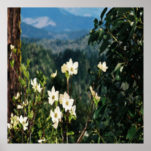 Poster Dogwood's Blooming.....