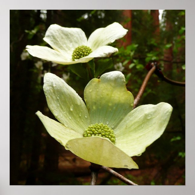 Poster Dogwoods et séquoias dans le parc national Yosemit (Devant)