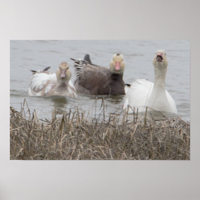 Poster d'oies des neiges (Devant)