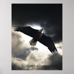Poster d'oiseau d'aigle chauve