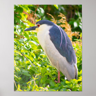 Poster d'oiseau de nuit Heron