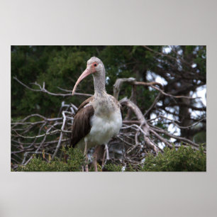 Poster d'oiseau Ibis pour mineurs