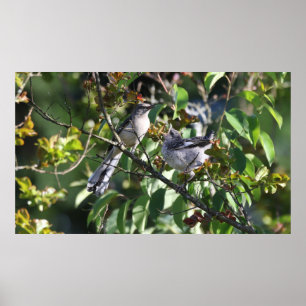 Poster d'oiseau-mouche adulte et d'oiseau-mouche j